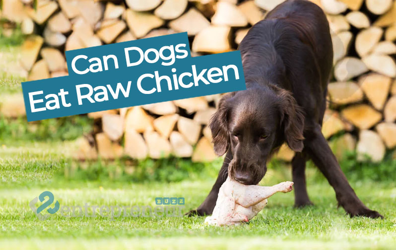 can-dogs-eat-raw-chicken-the-pros-and-cons-of-feeding-raw-meat-to-your