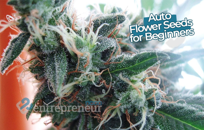 Top Auto Flower Seeds for Beginners - EntrepreneurBuzz