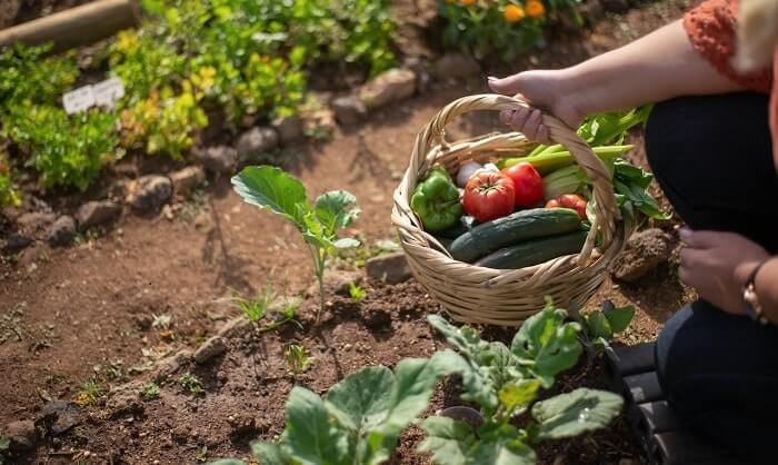 Benefits of Growing Your Own Fruit in UK