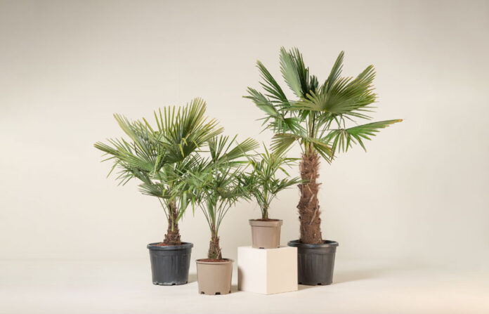 Discover 10 Best Hardy Palm Trees for Your UK Garden